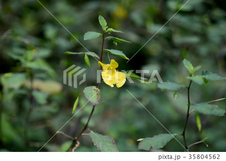 キツリフネソウ 35804562