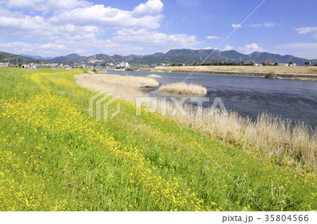 筑後川と菜の花 筑後川と菜の花 35804566