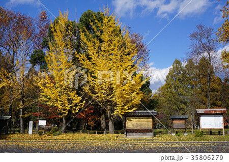 岡山県津山市にある作楽神社:境内のイチョウ 岡山県津山市にある作楽神社:境内のイチョウ 35806279