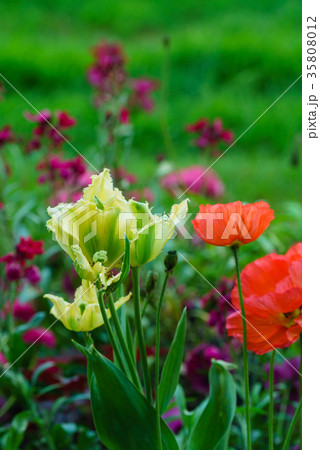 spring flowers 35808012