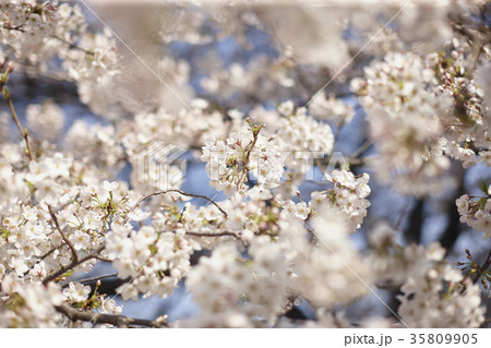 風景 春 桜 35809905