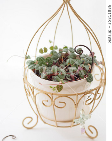 ハートカズラ ハートカズラ 35811886