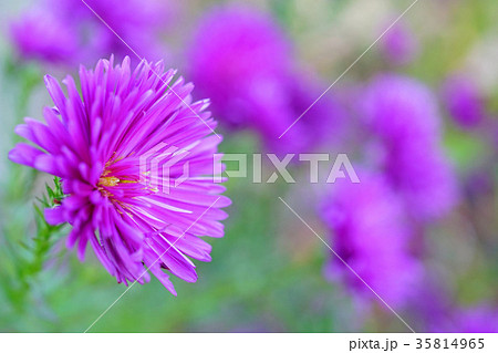 美しい八重のユウゼンギク 35814965