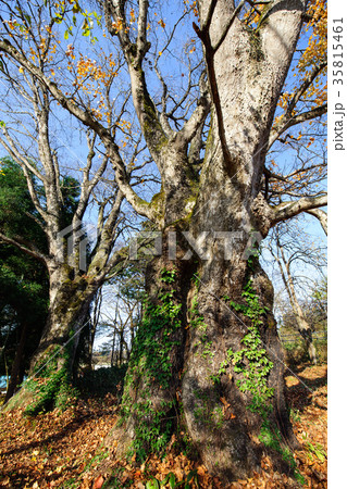 清水の夫婦カエデ　山形県 35815461
