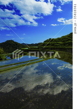 早春の棚田 35816561