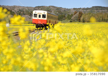 小湊鉄道と菜の花 35817090