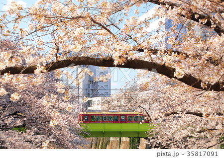 都電荒川線と桜 35817091