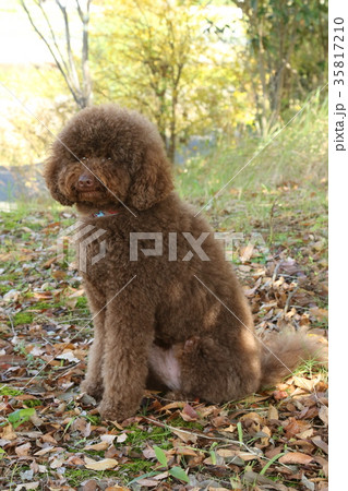 オーストラリアンラブラドゥードル 35817210