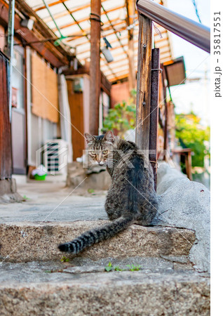 尾道 路地裏 猫① 尾道 路地裏 猫① 35817551