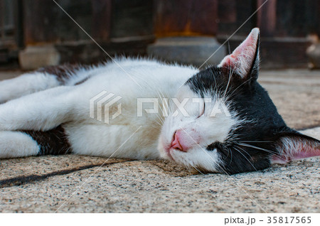 尾道　猫　昼寝 35817565