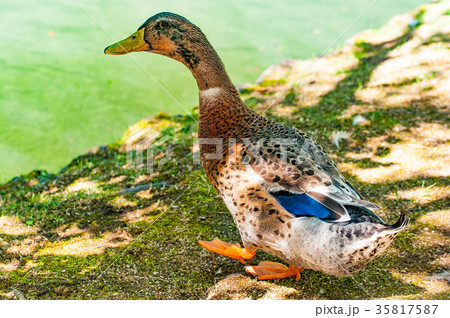 カモ カモ 35817587