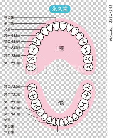 圖庫插圖: 永久牙齒的名稱