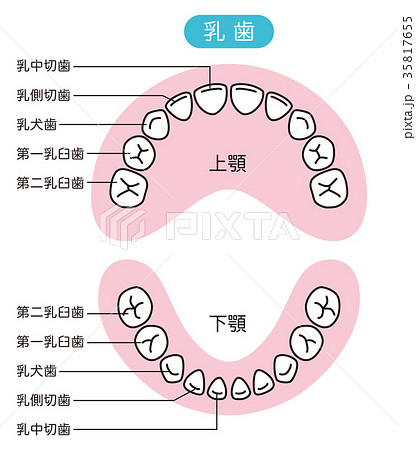 乳歯 歯の名称のイラスト素材
