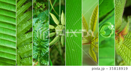Collage of nature Collage of nature 35818919