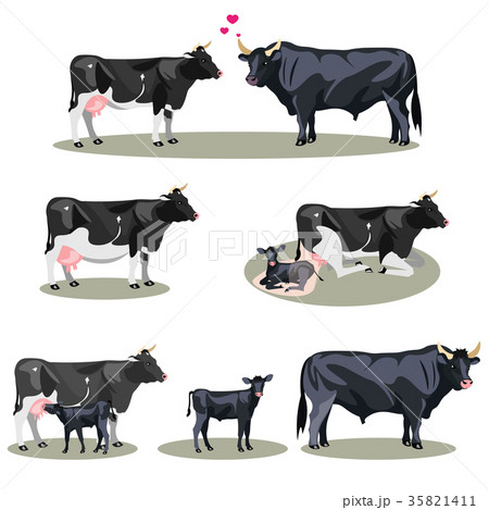 Stages including birth mother and foal colt Stages including birth mother and foal colt 35821411