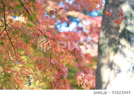 紅葉 紅葉 35822045