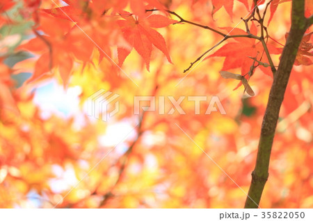 紅葉 紅葉 35822050