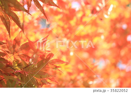 紅葉 35822052