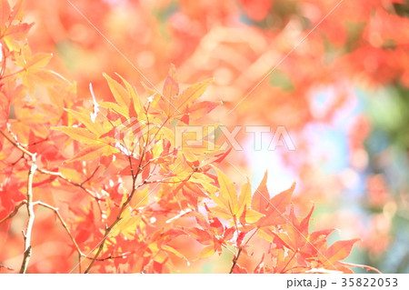 紅葉 紅葉 35822053