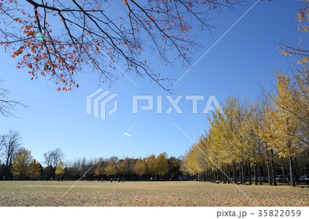 科学万博記念公園 紅葉 科学万博記念公園 紅葉 35822059