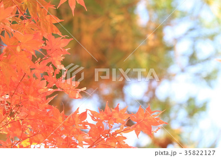 紅葉 紅葉 35822127