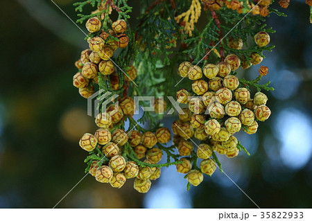 自然 植物 ヒノキ、十一月初旬。黄色くなった鈴なりの実。遠くからでも目立つようになりました 自然 植物 ヒノキ、十一月初旬。黄色くなった鈴なりの実。遠くからでも目立つようになりました 35822933