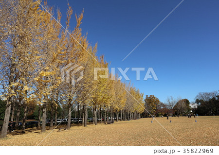 科学万博記念公園　黄葉 35822969