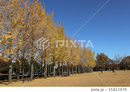 科学万博記念公園 黄葉 科学万博記念公園 黄葉 35822970