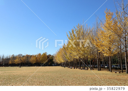 科学万博記念公園　黄葉 35822979