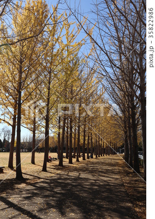 科学万博記念公園 黄葉 科学万博記念公園 黄葉 35822986