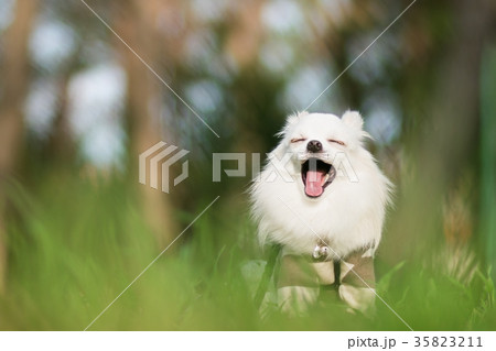 あくびをするチワワ あくびをするチワワ 35823211