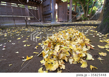 紅葉する妙楽寺の境内 35825448