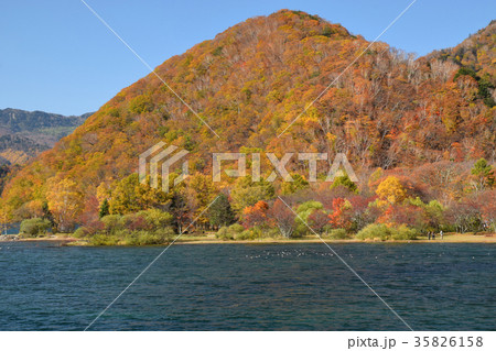 菖蒲ヶ浜キャンプ場付近の紅葉 35826158