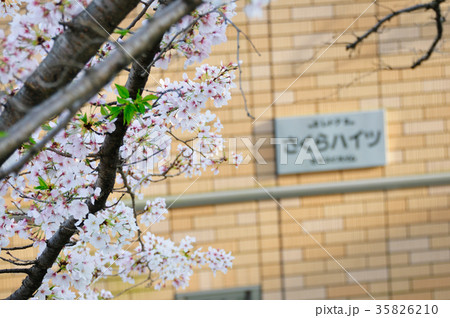 『Always』　～桜とハイツ 35826210
