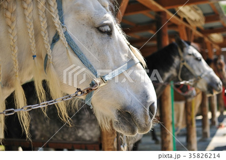 馬の王子様 厩舎の馬の写真素材