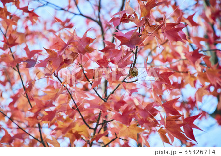 紅葉 日本 風景 楓 紅葉 日本 風景 楓 35826714
