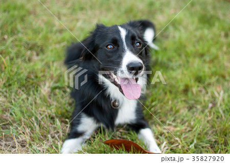 Portrait of Big Dog Lying on Ground with Tongue 35827920