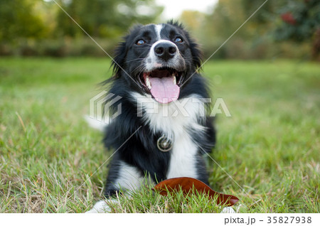 Outdoors Portrait of Big Dog Lying on Ground with 35827938