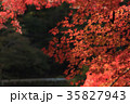 紅葉 35827943