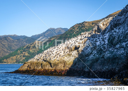 Cormorants on a cliff in Kaikoura Bay 35827965