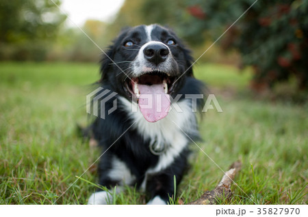 Closeup Portrait of Black and White Dog Lying on 35827970