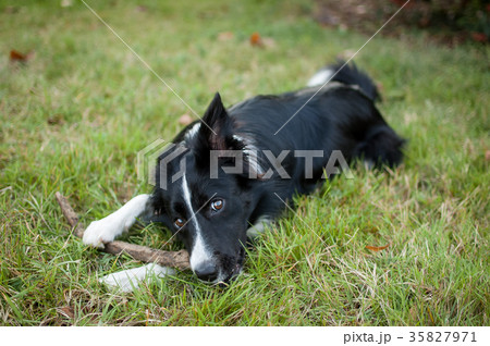 Funny Black and White Dog Lying on Green Grass and 35827971