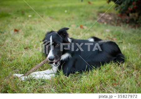 Cute Active Black and White Dog Lying on Green 35827972