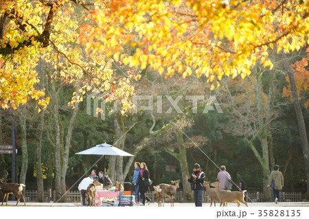 奈良公園・秋景色１ 35828135