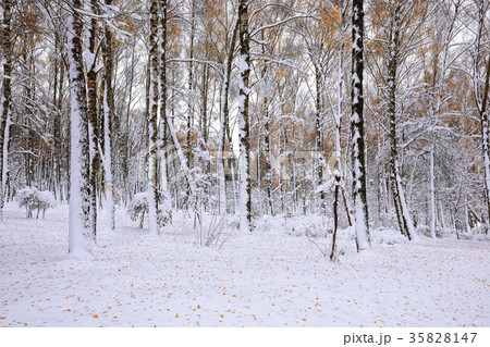 First snow in the forest. Snow covered trees First snow in the forest. Snow covered trees 35828147