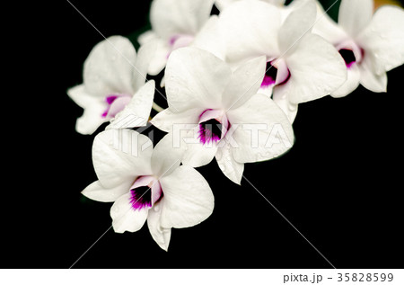beautiful white orchid (phalaenopsis) 35828599