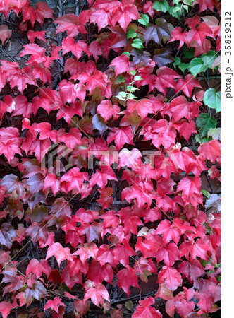 ツタ紅葉 ツタ紅葉 35829212