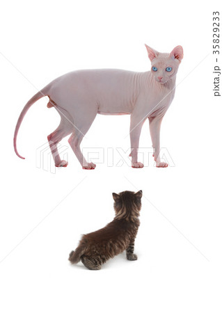 sphynx canadian cat 35829233