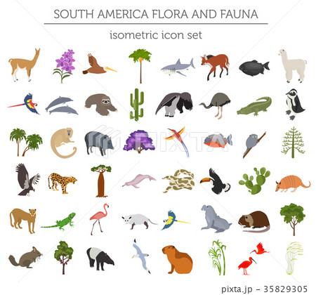 Isometric 3d South America flora and fauna Isometric 3d South America flora and fauna 35829305