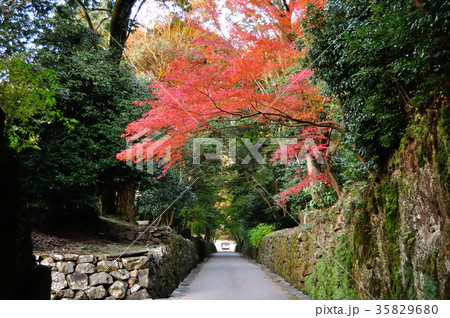 宇治 興聖寺 琴坂の秋 35829680